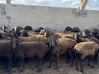 Qoç, Qoyunlar — foto 1