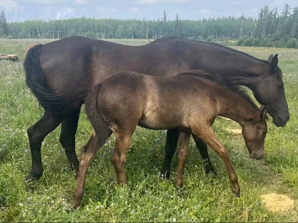 At, Quarter Horse