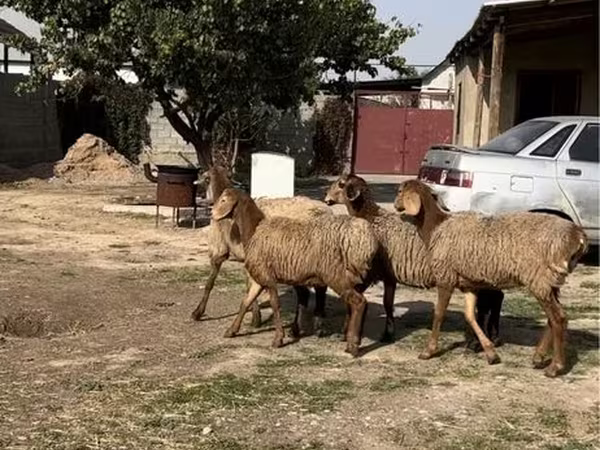 Carnero, Ovejas