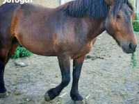 Aygʻir, Međimurje horse — 4-rasm