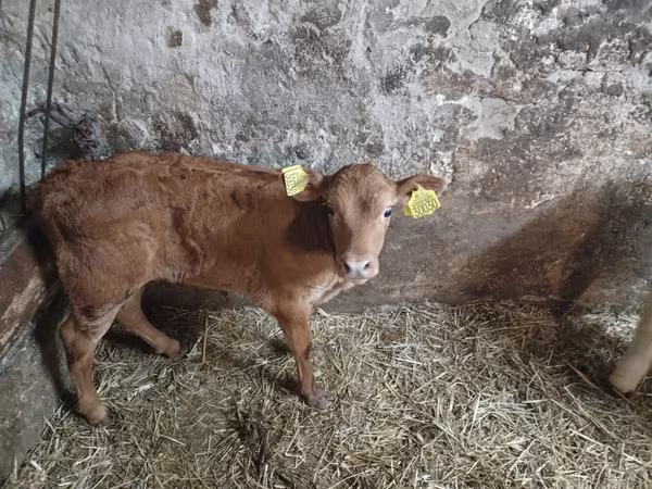 Buğa, Simmental cattle