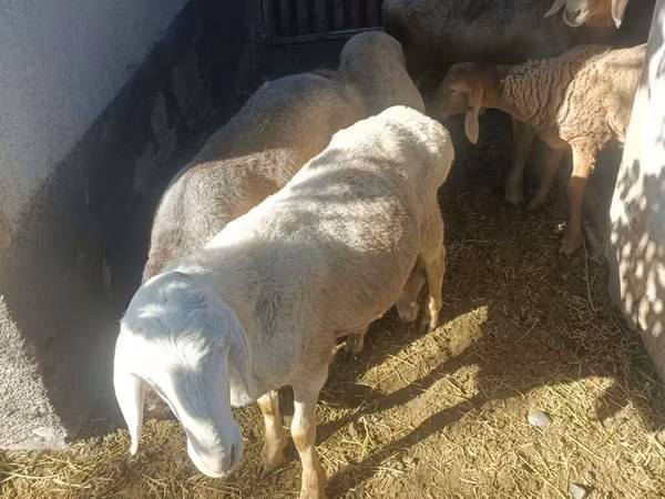 Schaf, Rhon sheep