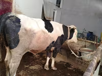 Bovinos (lote, sexo no especificado), Simmental cattle — foto 4