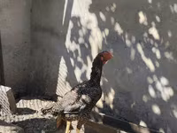 Chickens — photo 1