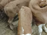 أبقار (دفعة، الجنس غير محدد), Simmental cattle — الصورة 3
