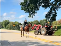 Cavalo, Quarter Horse — foto 5