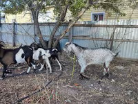 Goat, Kamori goats — photo 2