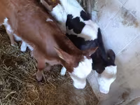 Bulle, Limousin-Kuh — Foto 1