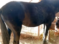 Yegua, French Trotter — foto 5