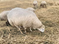 Qoç, Bardhoka sheep — foto 1