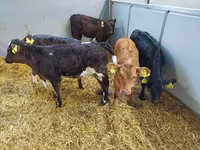 Vaca, Simmental cattle — foto 2