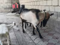 Keçi, Alpine goat — foto 1