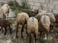 Oveja, Ovejas — foto 3