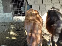 Qoyun, Qoyunlar — foto 2
