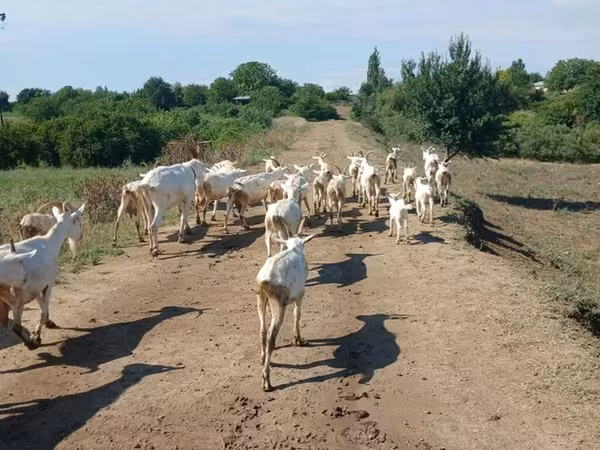 Sheep, Sheep — Azerbaijan