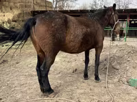 Kobyła, Kazakh horse — zdjęcie 6