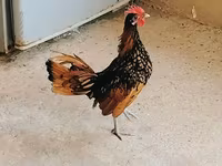 Chickens — photo 3