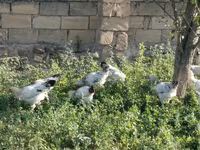 Chickens — फ़ोटो 1