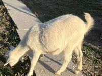 Koza, Saanen goat — foto 4