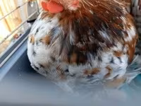 Pekin Bantam — foto 3