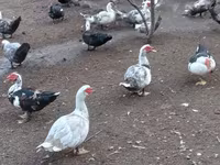 Domestic Muscovy — photo 1