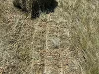 Խոտի տուկ բարձր որակի — फ़ोटो 1
