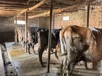 गाय, मवेशी — फ़ोटो 3