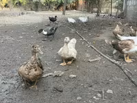 Ducks — 照片 3