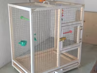 Papuqay,dovşan,hamster,şinşila,bildirçin,cücə,xamyak,pişik,quş,tısbağa — foto 2