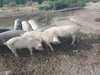 Qaban, Donuzlar — foto 5
