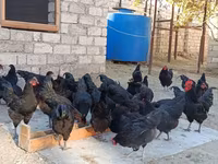 Australorp — photo 3