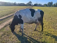 Cow, Simmental cattle — photo 4