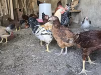 Chickens — photo 5