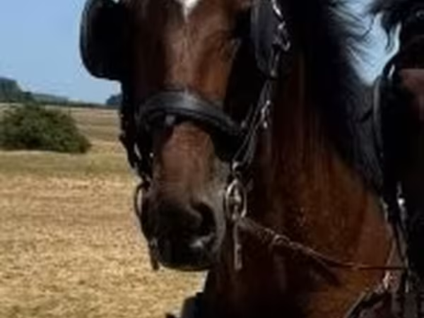 Horse (M), Horses
