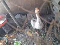 Geese — photo 2
