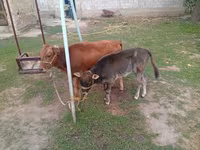 Krava, Swiss cattle — foto 1