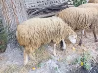 Qoç, Qoyunlar — foto 1