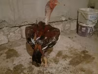 Chickens — 照片 1