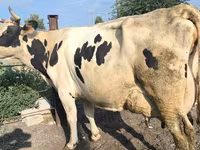 Krava, Swiss cattle — foto 5