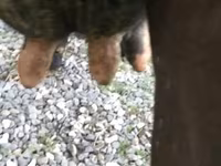 Cow, Cattle — photo 5