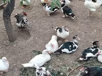 Ducks — photo 2