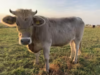 Krowa, Swiss cattle — zdjęcie 1