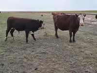Корова, Simmental cattle — фото 1