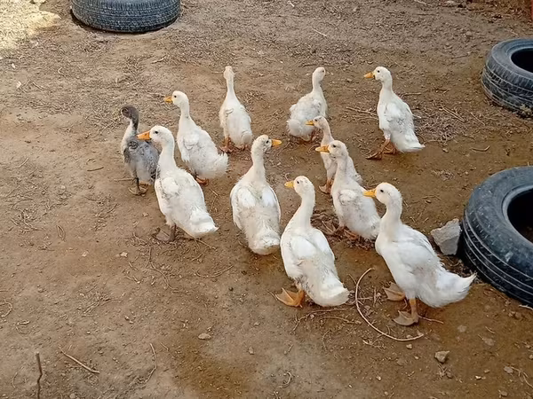 Ducks — Azerbaijan