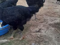Chickens — foto 2