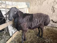 Widder, Hissar sheep — Foto 1