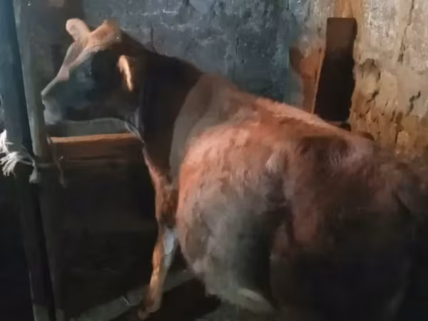 Бык, Коровы