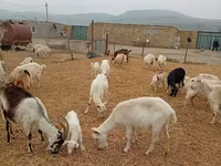 母山羊, Saanen goat — 照片 4