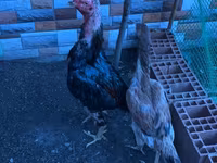 Chickens — foto 3