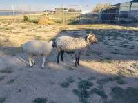 كبش, Arabi sheep — الصورة 2